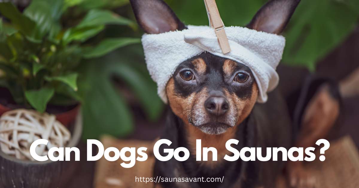 Can-Dogs-Go-In-Saunas